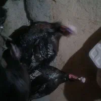 بوقلمون زنده اصیل پروار شده