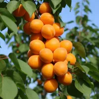 خرید نـهال زردآلــو شنـاسنامه‌دار  پرداخت در محل