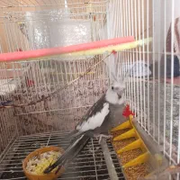 عروس هلندی ایزابلا نر