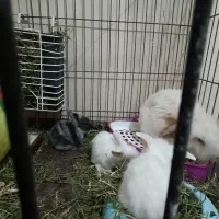 خرگوش لپ اصل|موش و خرگوش|قزوین, |دیوار