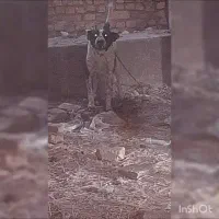 سگ نگهبان و گله ای|سگ|قنوات, |دیوار