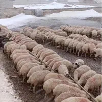 افشار دامدار نمونه عرضه گوسفند پرواری تهران|حیوانات مزرعه|تهران, سعادت‌آباد|دیوار