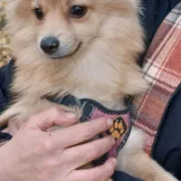 واگذاری سگ پامرین روباهی