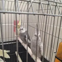 عروس هلندی|پرنده|قم, حنیف نژاد|دیوار
