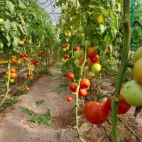 کارگر گلخانه