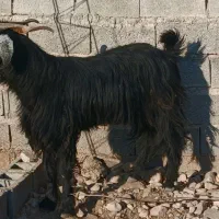 کهره‌ی یک ساله