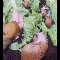 حلزون کلاژن ساز اچانتیا|خزنده|بندرعباس, |دیوار