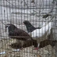 کبوتر|پرنده|سبزوار, کهنه آب|دیوار