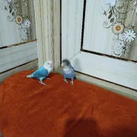 طوطی کتوله برزیلی رام یک جفت|پرنده|ایرانشهر, |دیوار