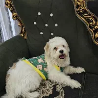 شیتزو ترییر اصیل نر ۵ساله با مدارک کامل