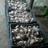 سیر بنگین