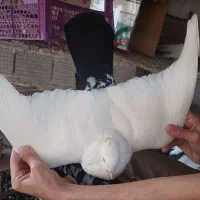 دمبی|پرنده|کرخه, |دیوار