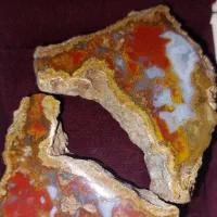 انواع شجر گل اناری