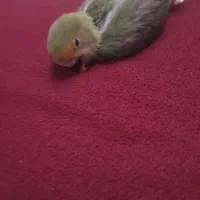 طوطی کوتوله سرلاکی