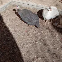 مرغ شاخدار تخم گذار|حیوانات مزرعه|مشهد, شهرک امام هادی (شهرک غرب)|دیوار