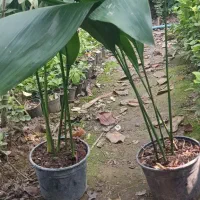 عبایی گلدانی