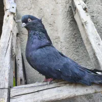 کفتر زاغ ماده|پرنده|کبودرآهنگ, |دیوار