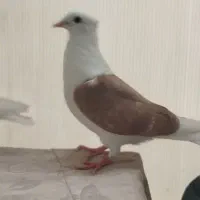 کفتر پشت سرخ و پشت زرد