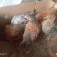 جوجه دوماهه