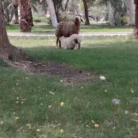 یک عددگوسفند بابچه نر سالم ورحال