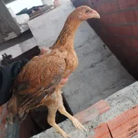 جوجه مرغ لاری|حیوانات مزرعه|قائم‌شهر, |دیوار