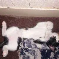 بچه گربه