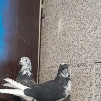 کفتر قاره دم سفید|پرنده|ملایر, |دیوار