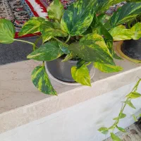 گل و گیاه، پتوس زعفرانی ، سبز، نئون ، ارتشی|گل و گیاه طبیعی|رشت, رشتیان|دیوار