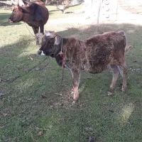 گاوشکمدارگوساله نرچالوسی|حیوانات مزرعه|گوراب زرمیخ, |دیوار