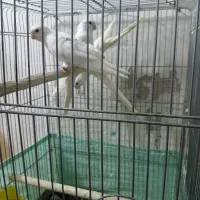 جفت عروس هلندی البینیوباجوجه|پرنده|سوسنگرد, |دیوار