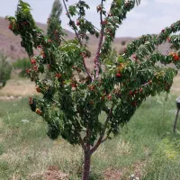 اجرای فضای سبز خانه.خانه باغ و ویلا