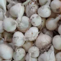 پیاز محلی  تشان