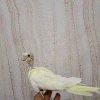 عروس هلندی دستی