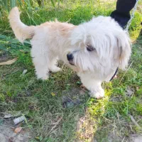 سگ زیبا عال.یی|سگ|گرگان, |دیوار