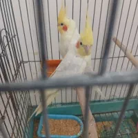 عروس هلندی . نر و ماده