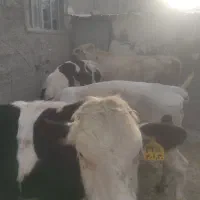 گوساله نر
