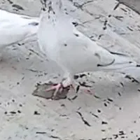 کفتر گمشده