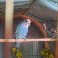 مرغ عشق|پرنده|تهران, مسعودیه|دیوار