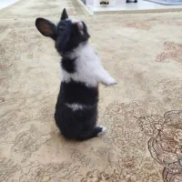 خرگوش کوچولو|موش و خرگوش|فولادشهر, فولادشهر|دیوار