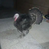 2 تا بوقلمون نر و 1 ماده جوانه|حیوانات مزرعه|قوچان, |دیوار