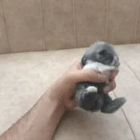 بچه خرگوش