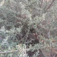 فروش درخت زیتون با سن ده سال