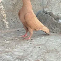 کفتر زرد