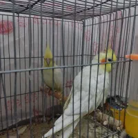 یک جفت عروس هلندی سرحال|پرنده|فلاورجان, |دیوار