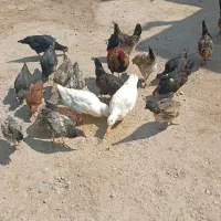 مرغ و جوجه خروس|حیوانات مزرعه|داراب, |دیوار