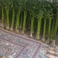 گل و گیاه طبیعی