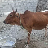 گاو وگوساله