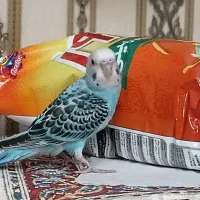 جوجه مرغ عشق|پرنده|تهران, مهران|دیوار