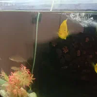 آکواریوم به همراه ماهی|ماهی|مشکین‌دشت, |دیوار