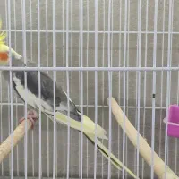 عروس هلندی نر مست سینامون ، ابلغ لوتینو، ماده ابلغ|پرنده|شیراز, سلطان آباد|دیوار